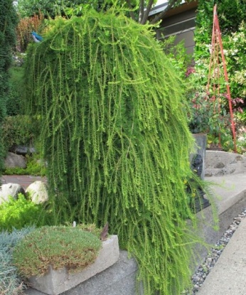 Лиственница европейская Пендула